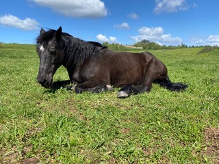 Fototapeta premium Cheval noir couché dans un pré 