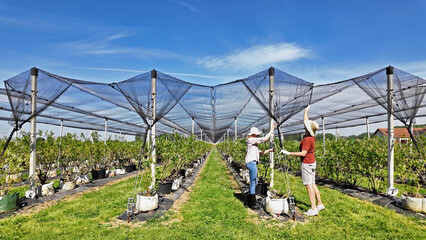 Farmers installing anti hail netting on a agricultural farm for protecting fruits, vegetables and...