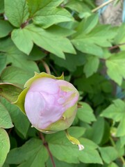 Obraz premium Pivoine rose pâle en bouton