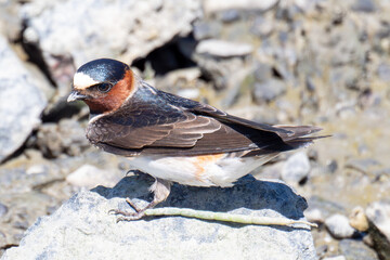 Cliff swallow collecting mud