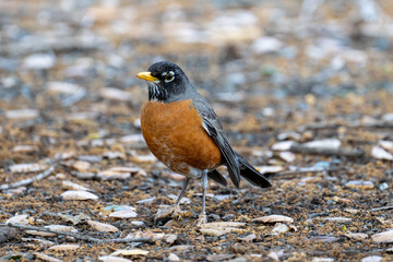 American robin on the ground