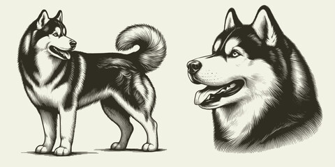 Siberian Husky dog Set. Hand drawn sketch. Vector Isolated in White. Engraving vintage style drawing for print, tattoo, t-shirt   © Vector Deluxe Studio