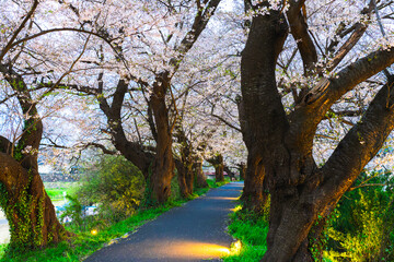 桜のトンネルを歩く