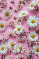 White and pink daisy flowers on pink background