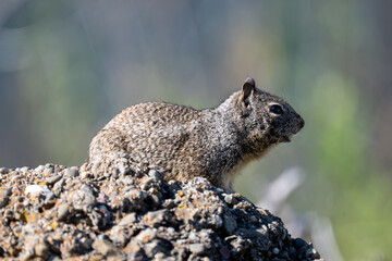squirrel on rock
