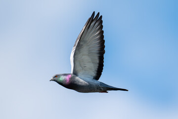 Rock pigeon flying in the sky