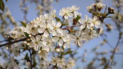 Spring background. Flowers of the cherry blossoms on a spring day