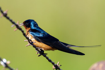 barn swallow
