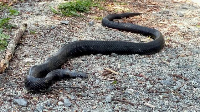 Black Rat Snake on trail near Boone North Carolina