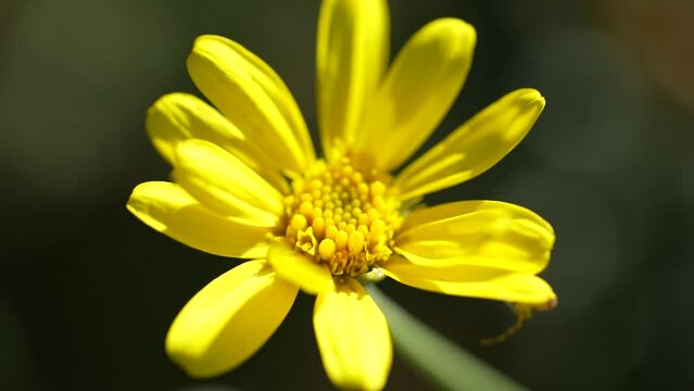 Yellow Anacyclus Flower Petals In Macro, spring theme, sunny day.
