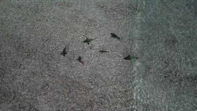 A school of parrot fish swimming in the shallow waters of los roques, aerial view