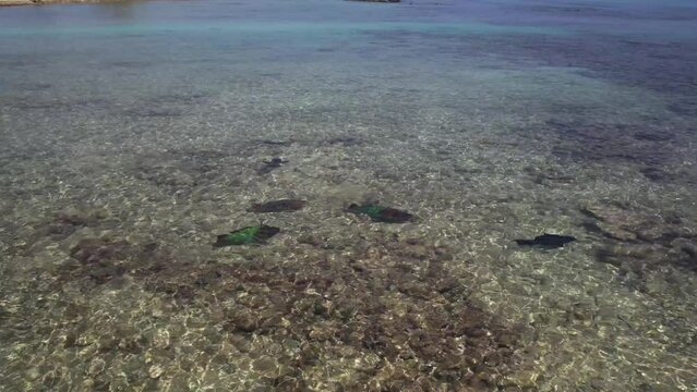 Clear tropical waters with parrotfish swimming in Los Roques archipelago