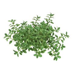 Fresh thyme isolated on transparent background