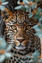 Obraz premium A leopard stares out from the bush