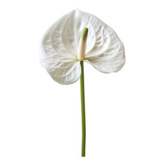 White anthurium isolated on transparent background