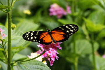 wings open Tiger, Hecale or Golden longwing butterfly (Heliconius hecale) feeding on pale pink flowers with a jungle background