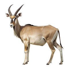antelope isolated on white