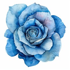 Fototapeta premium Blue rose watercolor isolated on white background