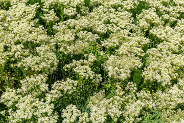Lepidium or cardaria draba. Plants with white flowers of hoary cress.