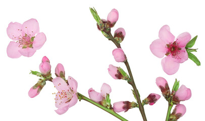 Fototapeta premium Peach flowers isolated on a white background