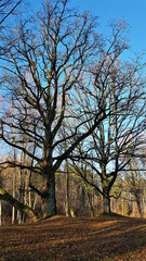 trees in the park