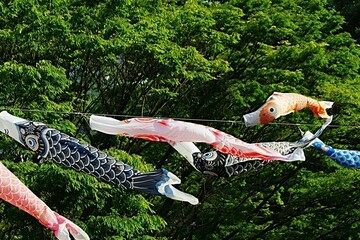 Carp streamers in May
