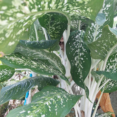 Dumb Cane or Leopard Lily gracing the backyard garden.