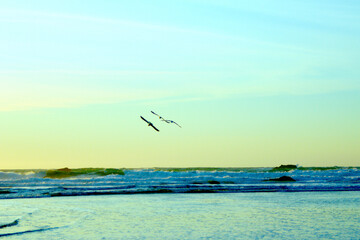 Shoreline Flight of Seagulls 
