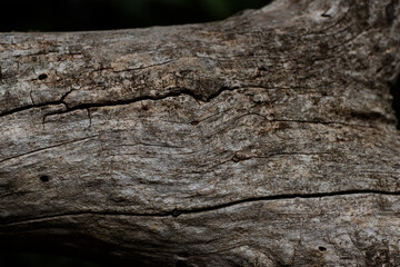 close up detail of old fallen tree trunk (1)
