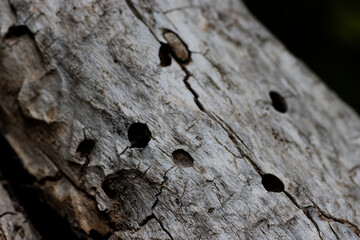 close up detail of old fallen tree trunk (1)