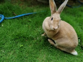 Rabbit plays on grass
