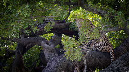 A male leopard in the tree