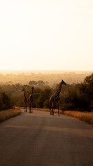 Giraffe, and zebra crossing the road at sunrise
