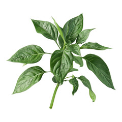 Ripe peppers with leaves isolated on transparent background