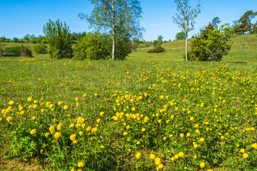 Flowering Globeflower on a sunny meadow