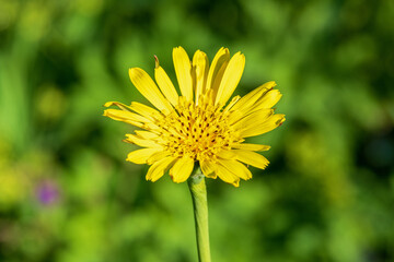 Beautiful Jack-go-to-bed-at-noo flower on a meadow