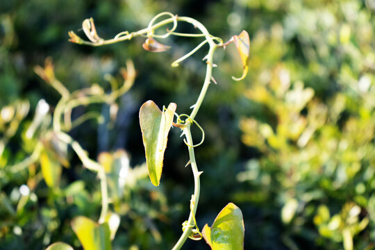 close up of the leaves, stem and thorns of Sarsaparille or Common Smilax (Smilax aspera) in Menorca