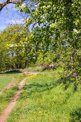 Footpath with flowering Bird cherry a sunny spring day