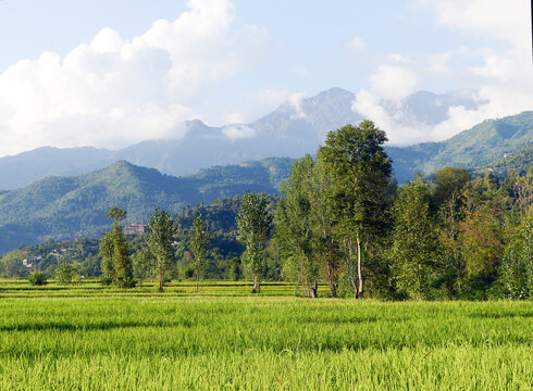 rice fields, mountains and sky, natural beauty of Pakistan KPK