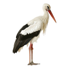 Stork isolated on transparent background