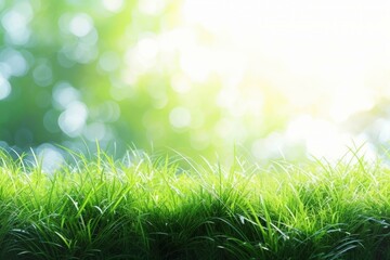 Obraz premium Green grass field with blurred background