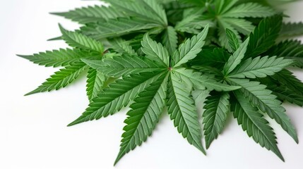 Close-up of cannabis leaves - obrazy, fototapety, plakaty