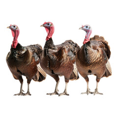 Turkeys isolated on transparent background