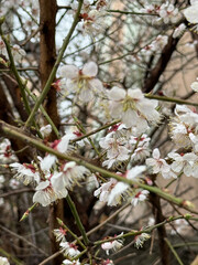 korea cherry blossom nature attraction white pink