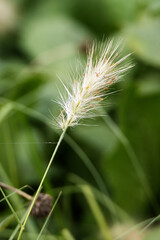 close up of wildflower grass seed heads isolated on a natural green background