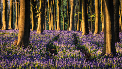 Bluebells carpet the forest floor during springtime within Kings Wood on the Kent Downs south east...