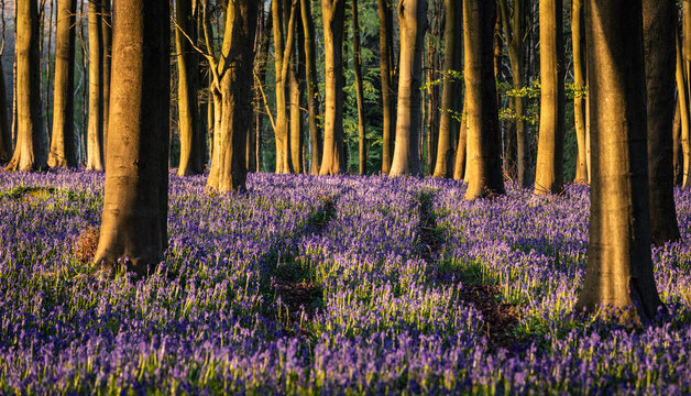 Bluebells carpet the forest floor during springtime within Kings Wood on the Kent Downs south east England UK