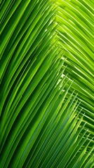 Close-up of bright green palm leaves
