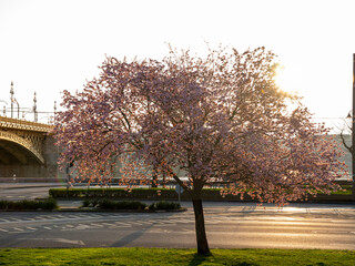 An Almond tree is blooming in Budapest city, Hungary. Margaret bridge (hungarian name is Margit...