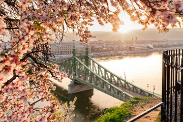 Liberty Bridge with almond blossom in Budapest, Hungary. .Blooming almond tree and famous a bridge wich Hungarian name is Szabadsag hid on the background at spring time.